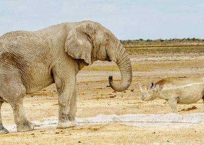 Namibia Elefant Nashorn Safari | © André H. Tüffers