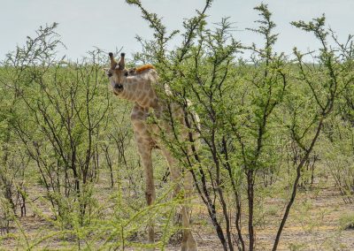 Namibia Giraffe Safari