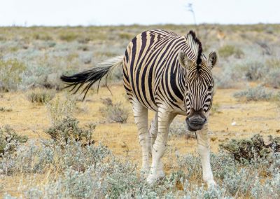 Namibia Zebra Safari