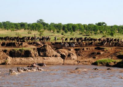 © Lemala:  Migration Mara River
