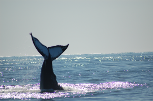 Vancouver Island whale watching